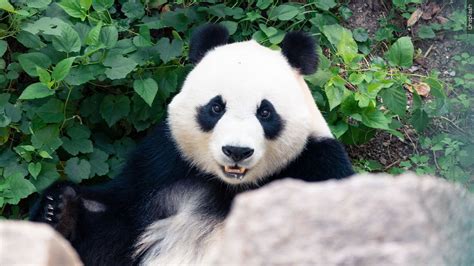 panda facesitting|Two giant pandas are heading to San Diego, in China’s first new .